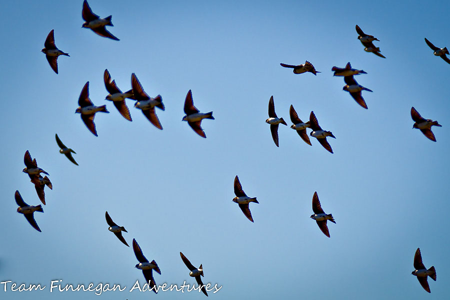 Tree swallows flying