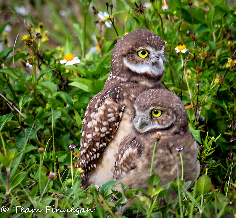 Baby burrowing owl