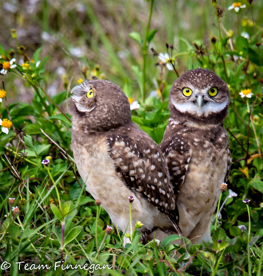 Baby burrowing owl