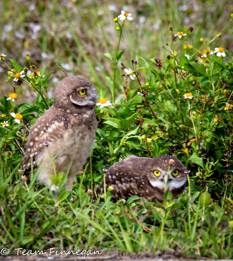 Baby burrowing owl