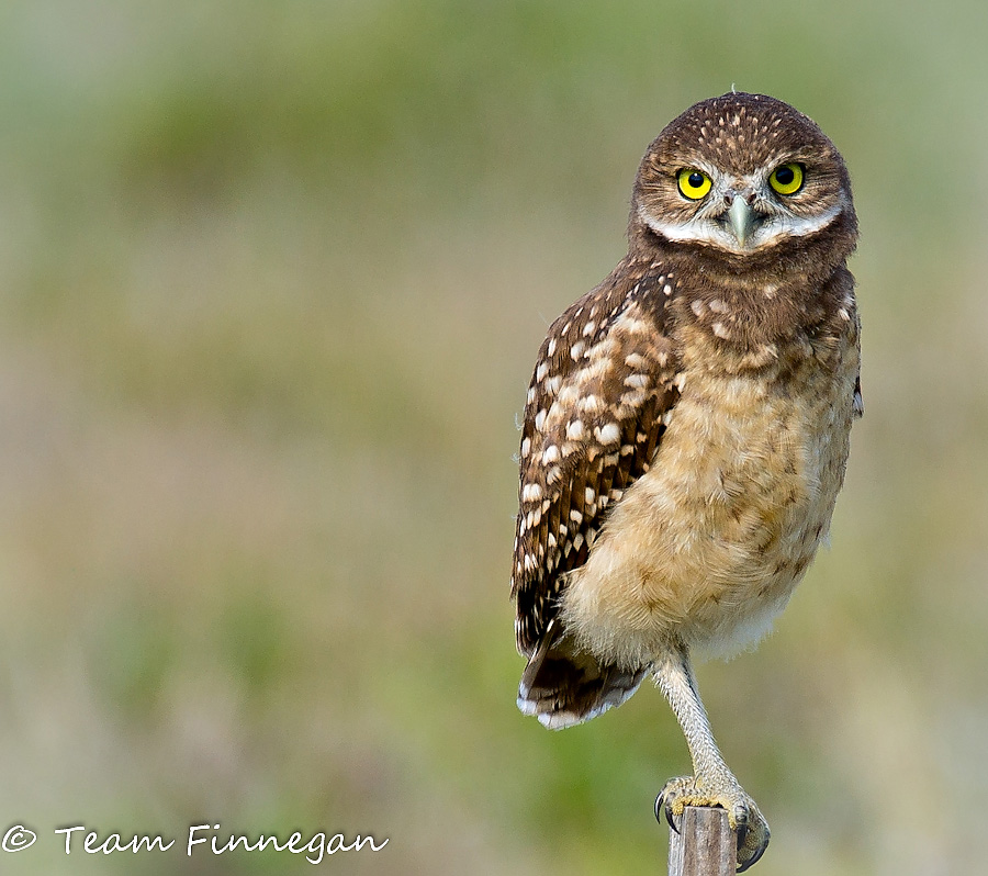 Baby burrowing owl