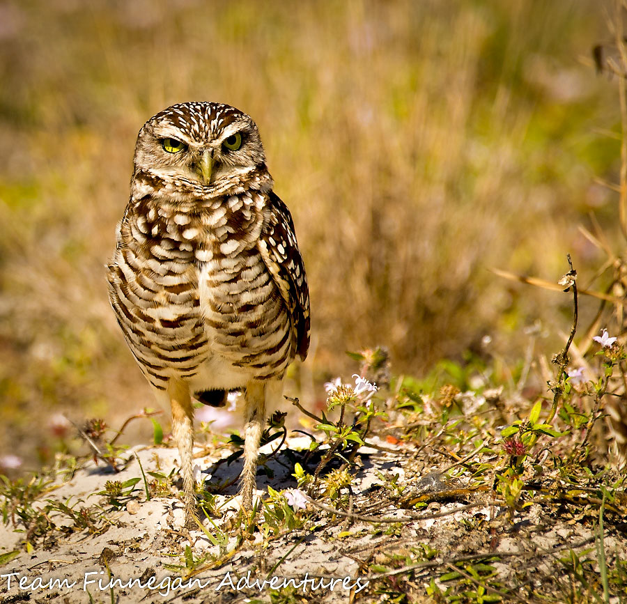 Burrowing owl