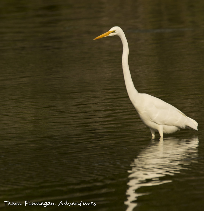 Bermuda - great egret standing