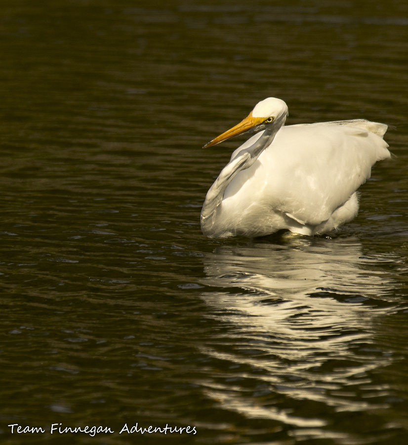 Bermuda - great egret leaning over the water