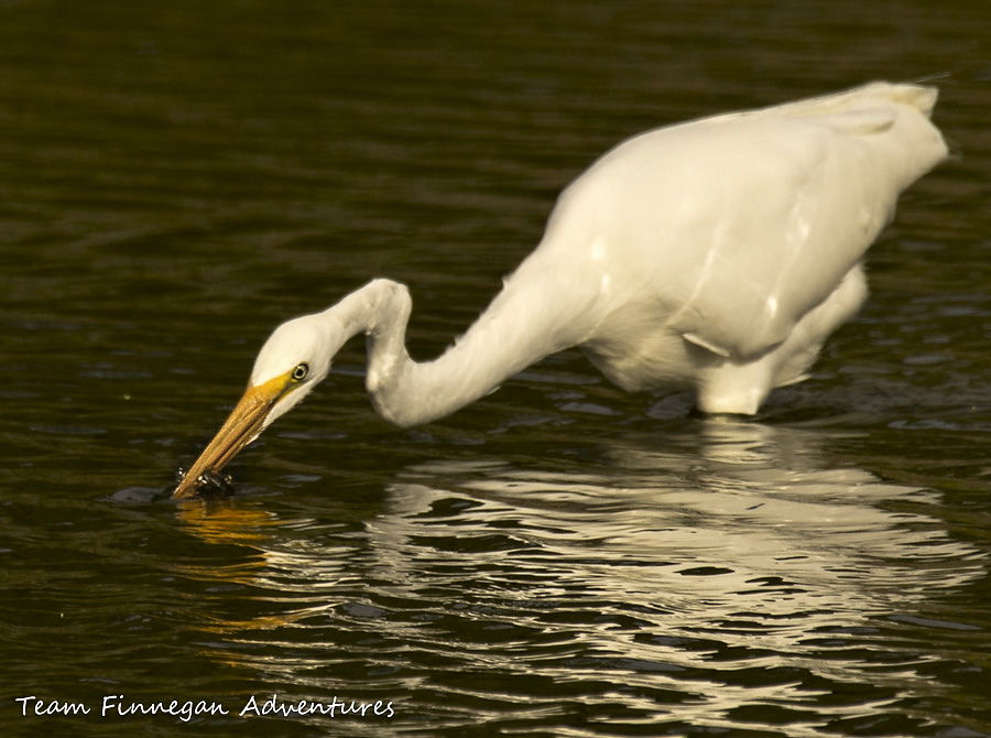 Bermuda - great egret with fish in beak