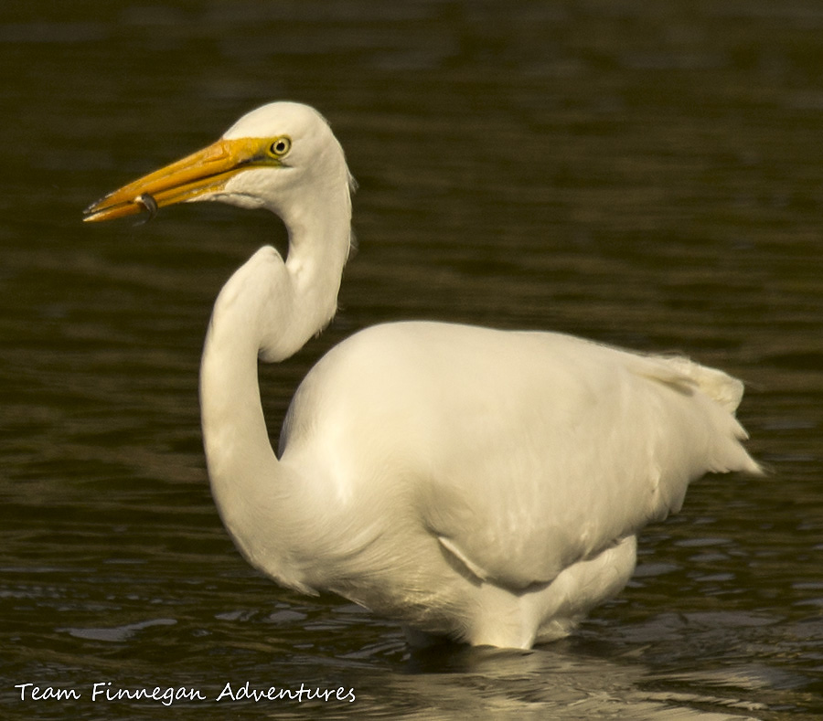 Bermuda - great egret standing with fish in beak