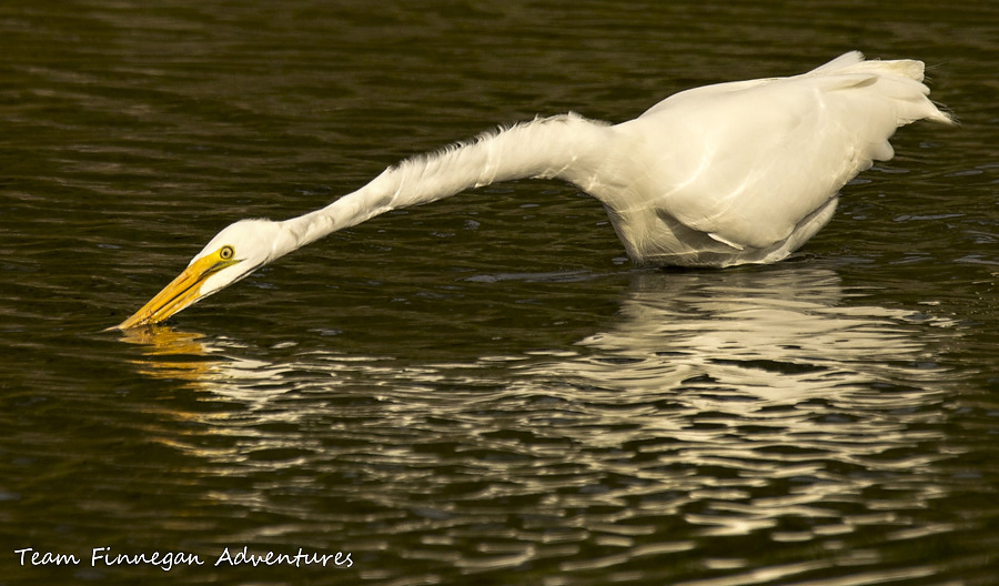 Bermuda - great egret fishing with neck extended