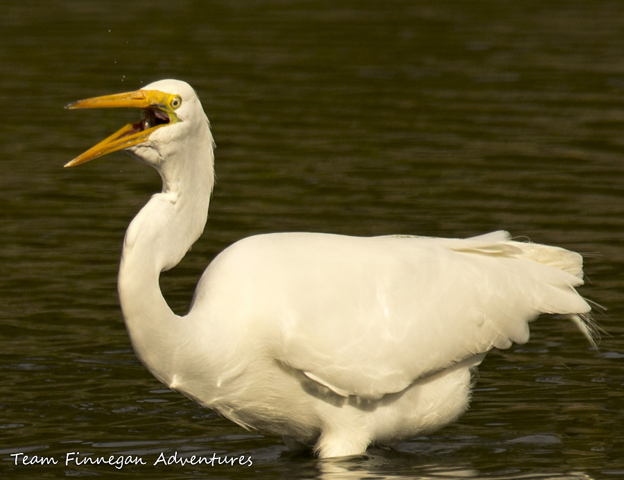 Bermuda - great egret swallowing fish