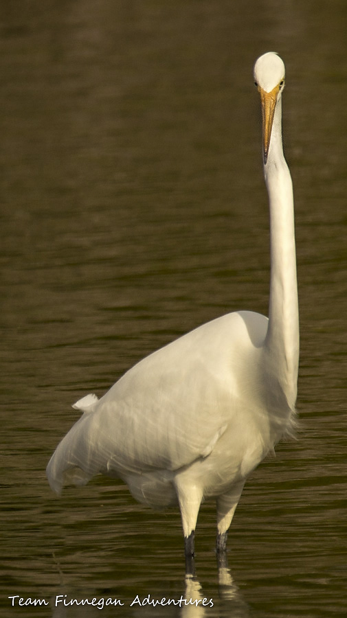 Bermuda - great egret standing face on