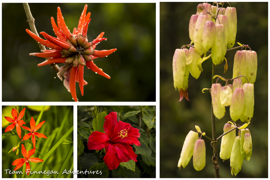 Colorful flowers in Bermuda - 03/20/13